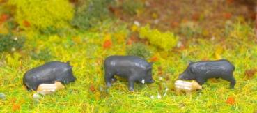 3 Wildschweine, 2 Frischlinge