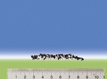Kühe schwarz, gefleckt