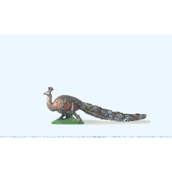 Pfau mit Schleppe