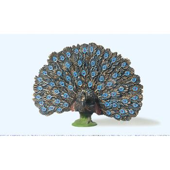Pfau, radschlagend