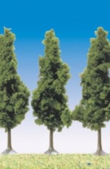 Schwarzpappeln, 6 Stk.