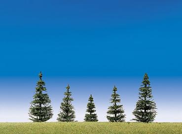 Steck-Edeltannen, 30 Stk.