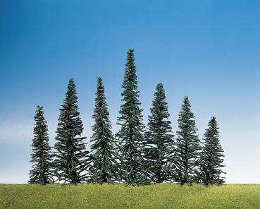 Steck-Edeltannen, 50 Stk.