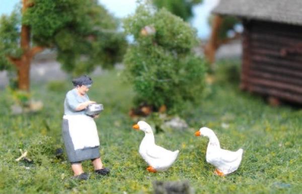Bäuerin füttert Gänse