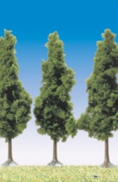 Schwarzpappeln, 6 Stk.