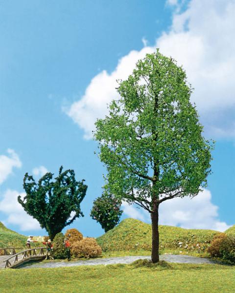 PREMIUM Silberpappel